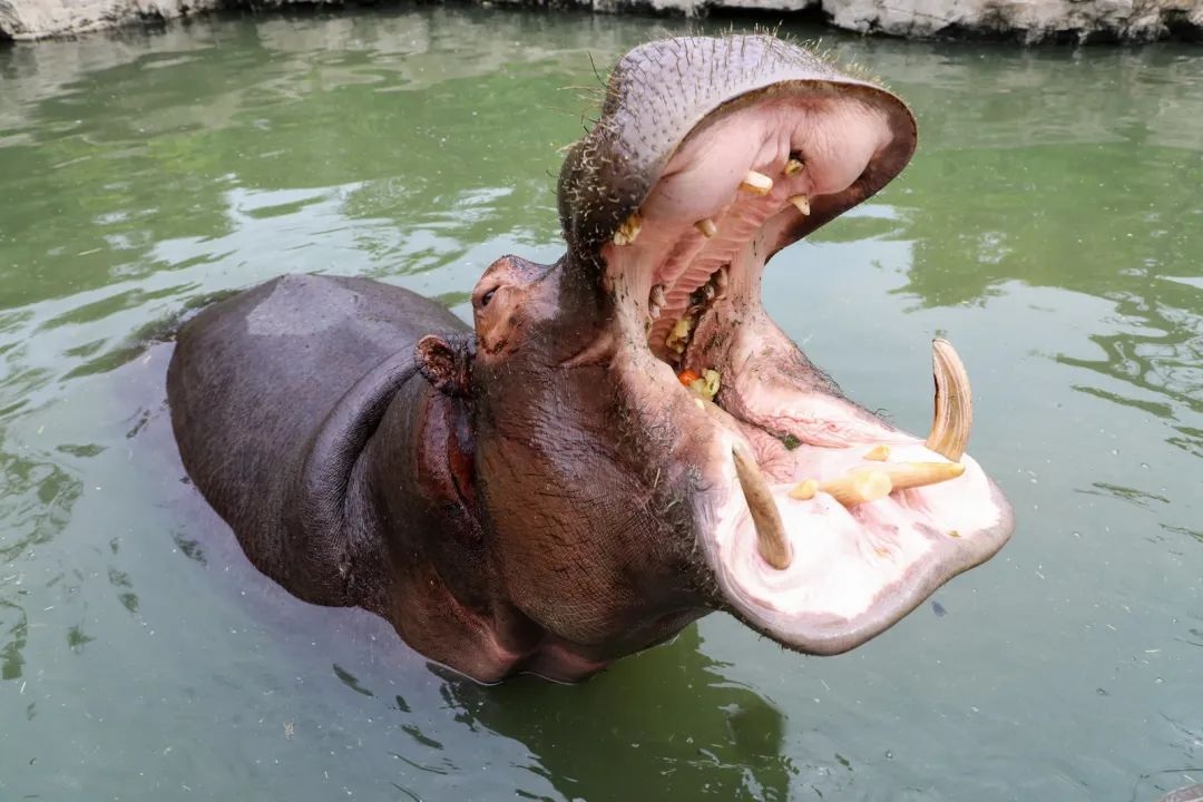 Hippo House